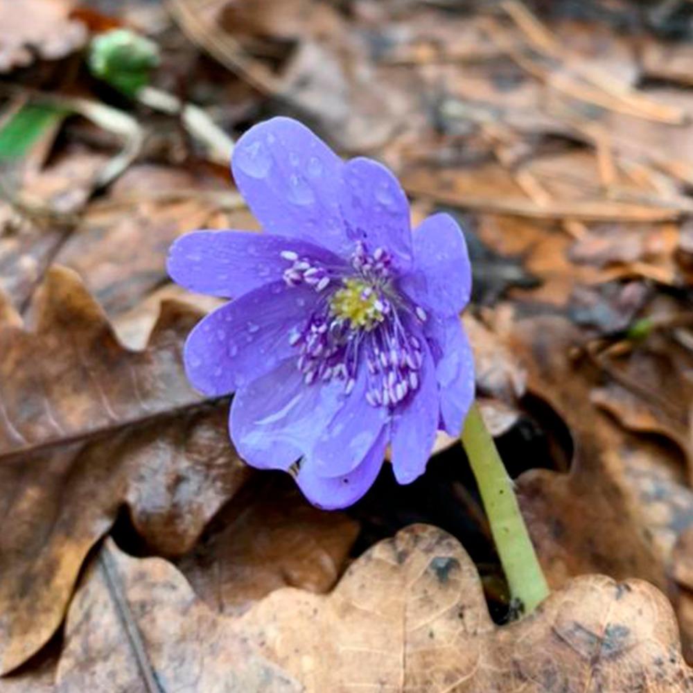 Печёночница благородная (Hepatica nobilis Mill.)