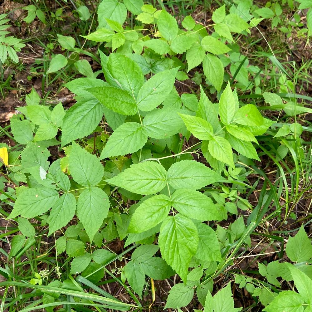 «Флора России» на iNaturalist