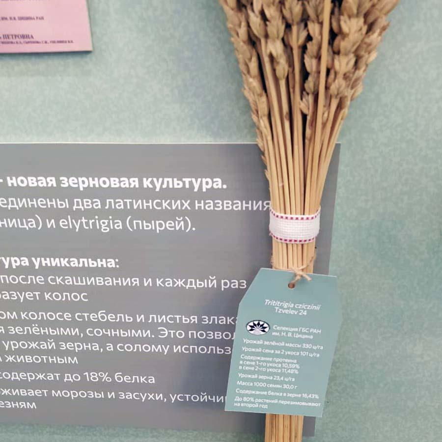 Выставка “Хлеб будущего. Новые российские сорта”