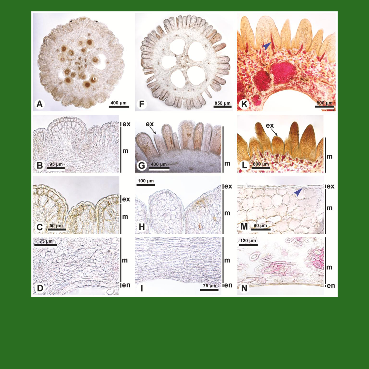Публикация в “Botanical Journal of the Linnean Society”