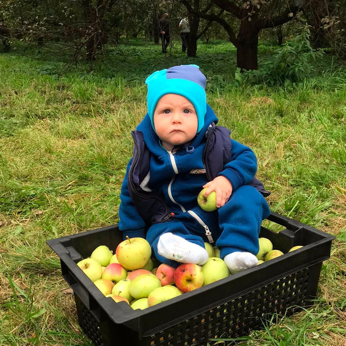 Главный ботанический сад им. Н.В. Цицина РАН совместно с природоохранным Фондом «Notivory» 11 сентября 2021 года провел благотворительную акцию по сбору яблок для детских домов «Яблоки детям».