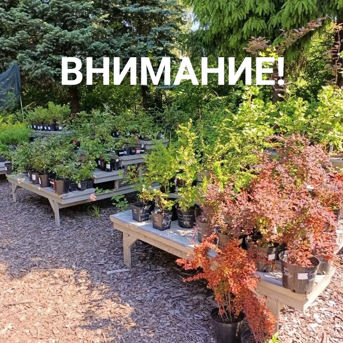 Внимание
