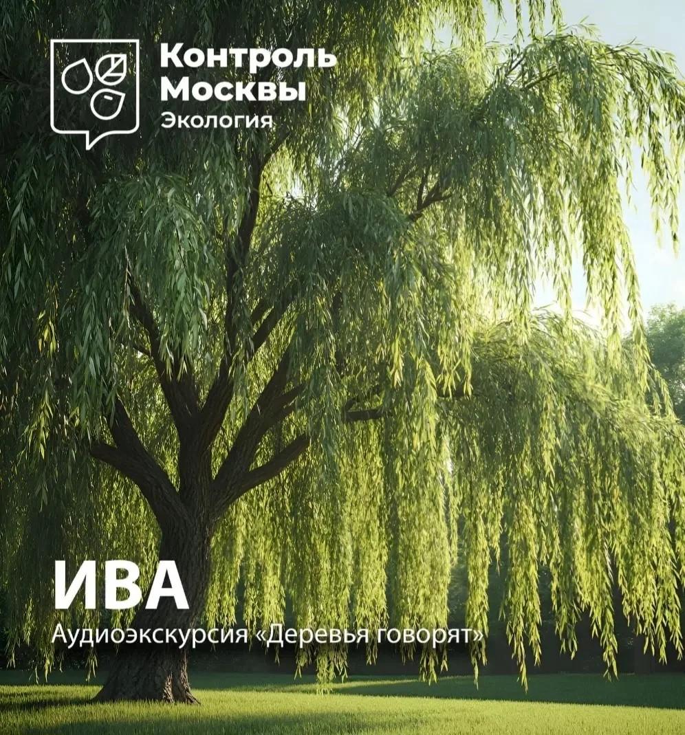 Деревья говорят