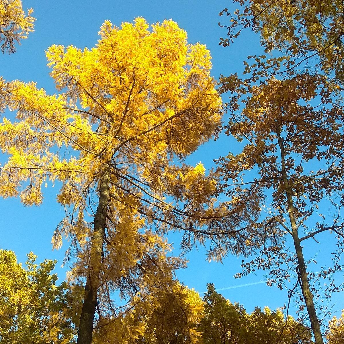 Лиственница (лат. Larix)