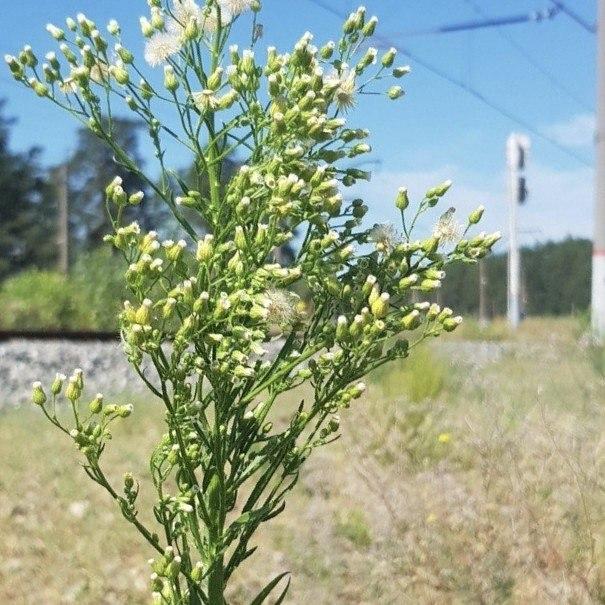 ​Чужеродные растения России