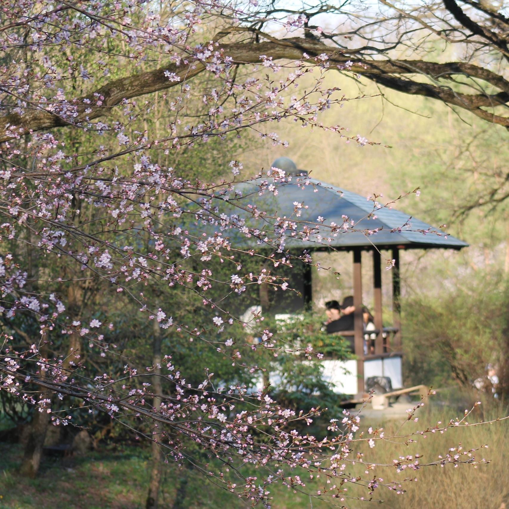 Открытие ЯПОНСКОГО САДА