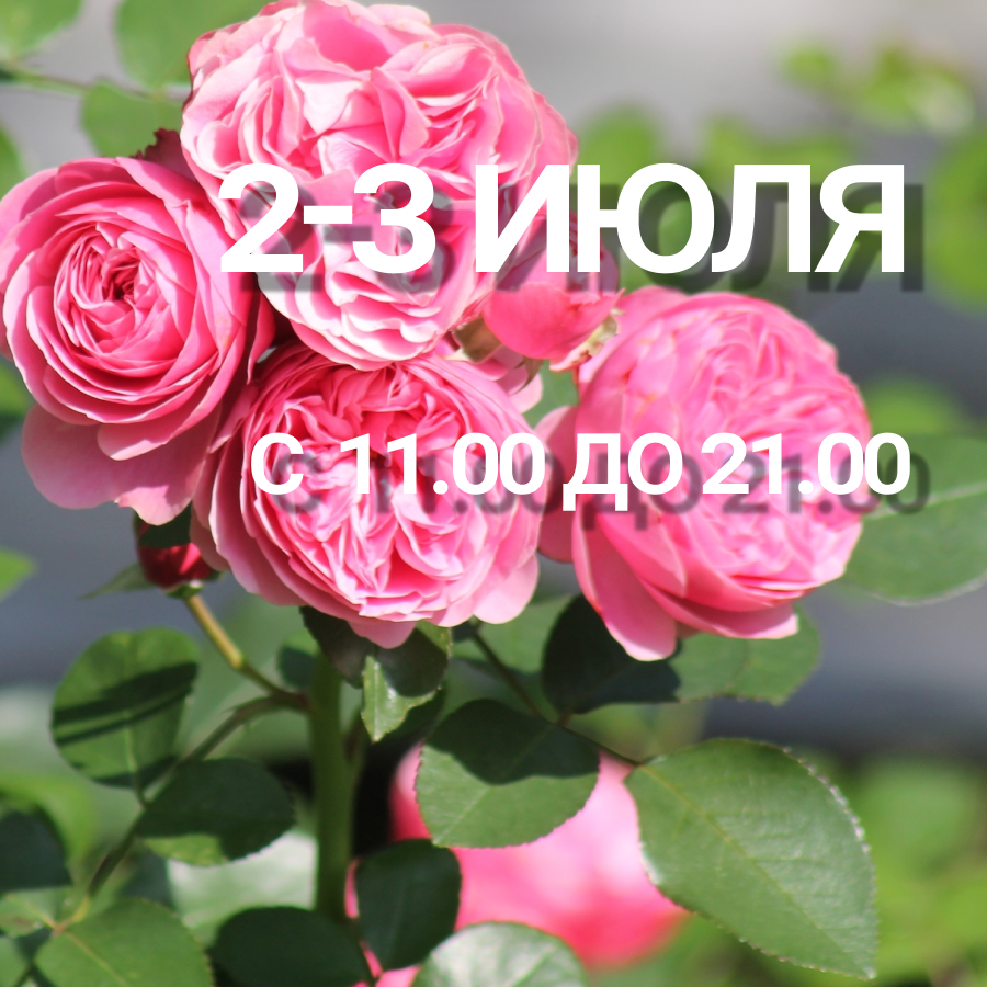 ​Праздник РОЗ в ГБС РАН