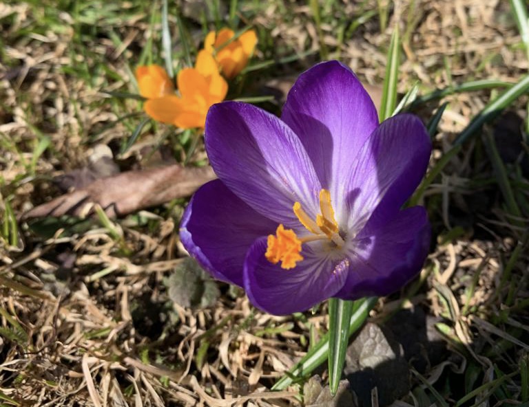 Шафран 5. Крокус Шафран весенний. Крокус сорт Шафран. Крокус весенний Crocus vernus. Crocus vernus (l.) Hill Крокус весенний.